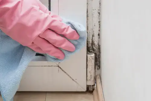 How to get rid of black mold